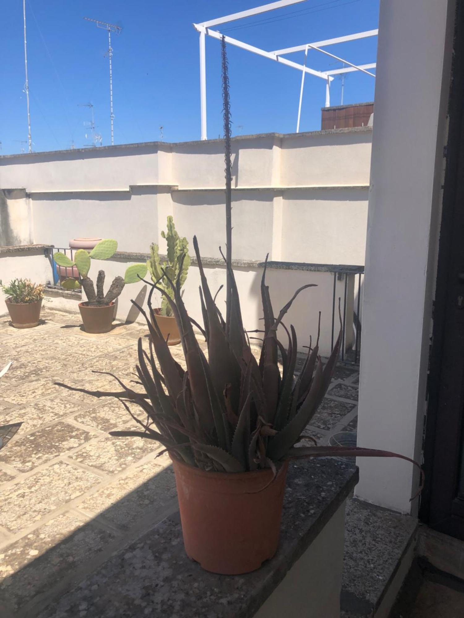 Apartments Bedlecce Dış mekan fotoğraf